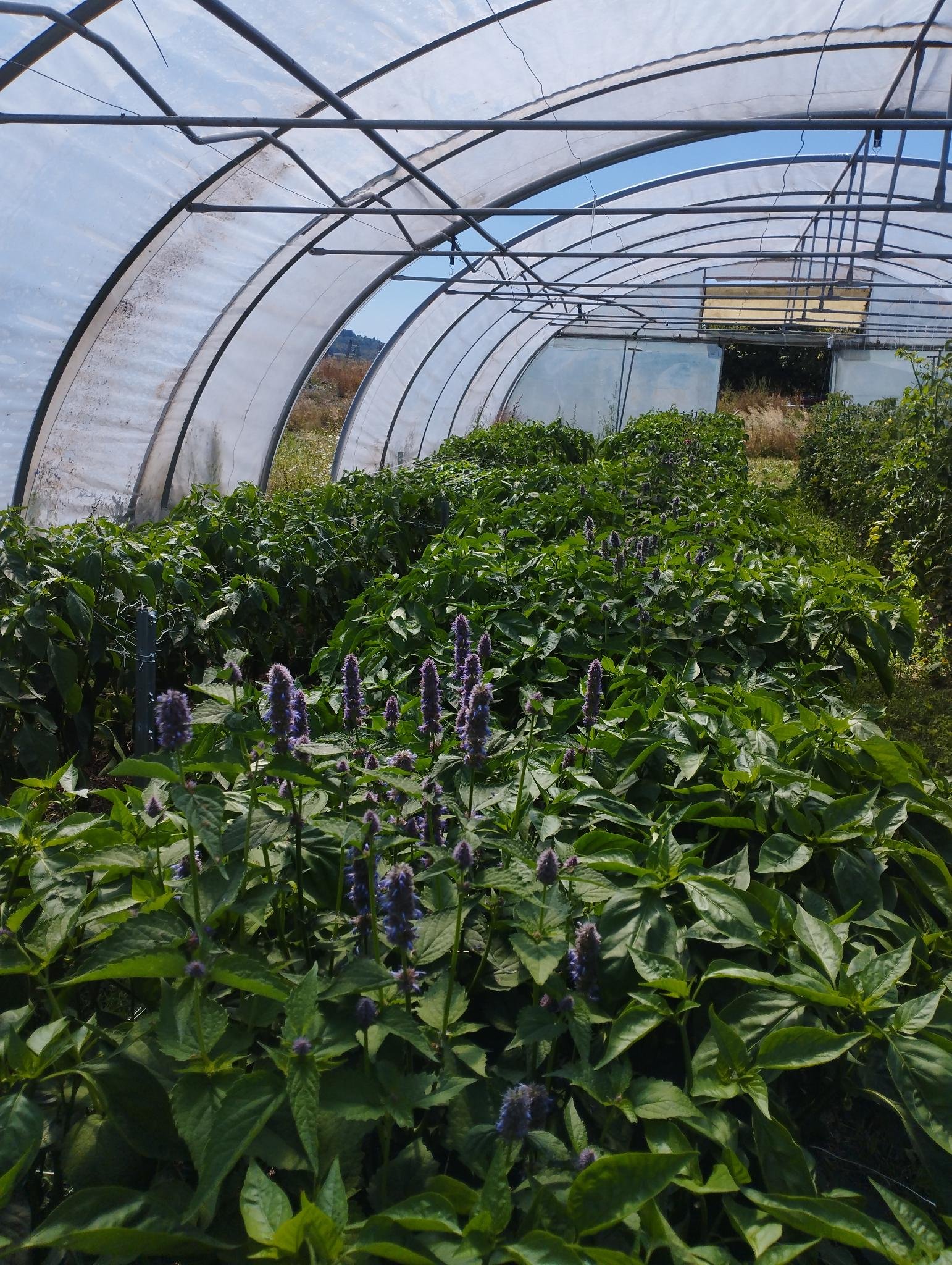 Gartenbrief KW 32 2026