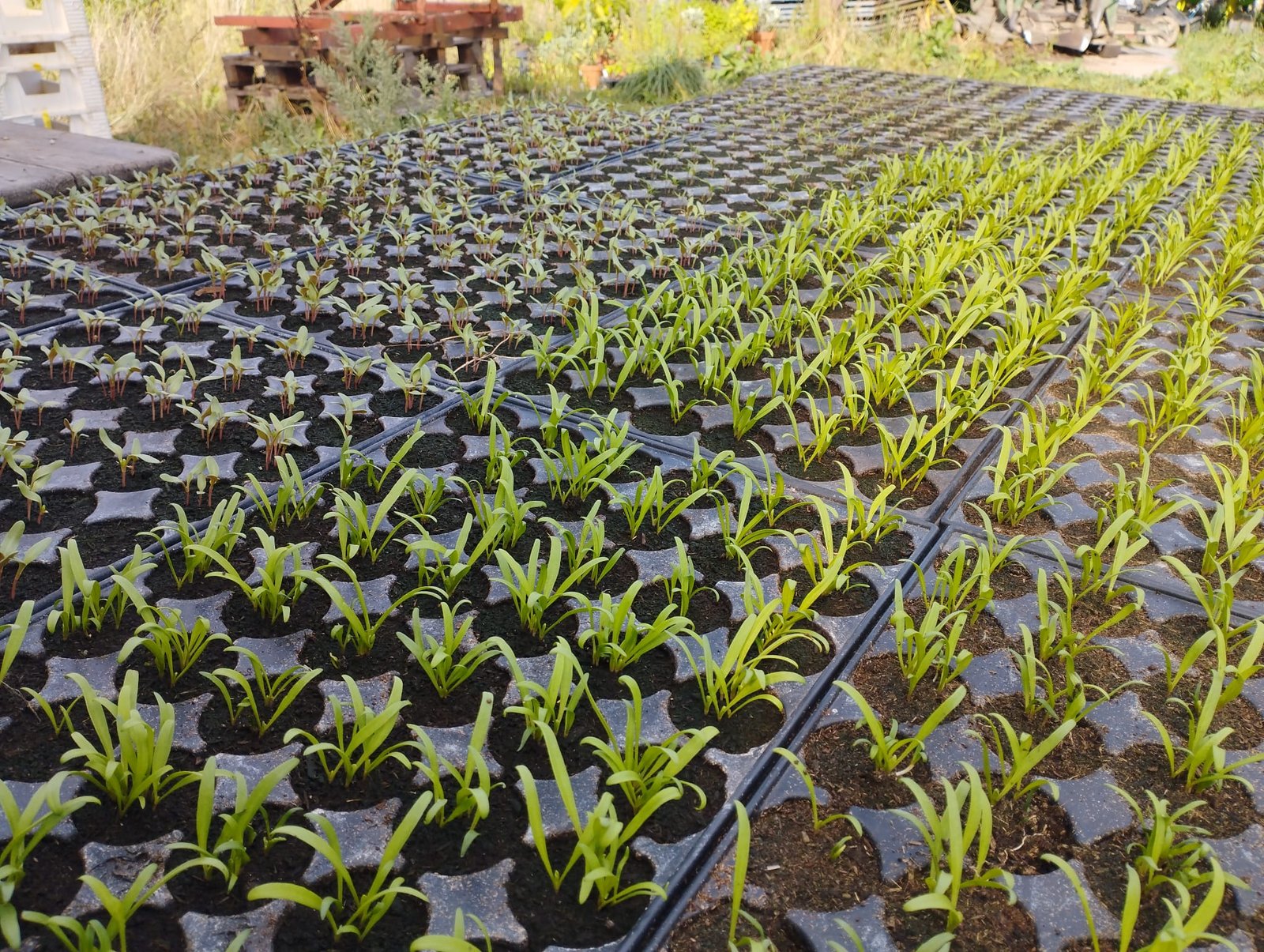 Gartenbrief KW 34 2026