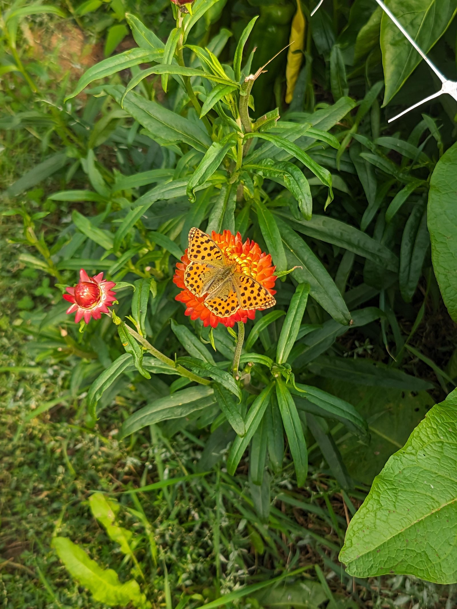 Gartenbrief KW 35 2026
