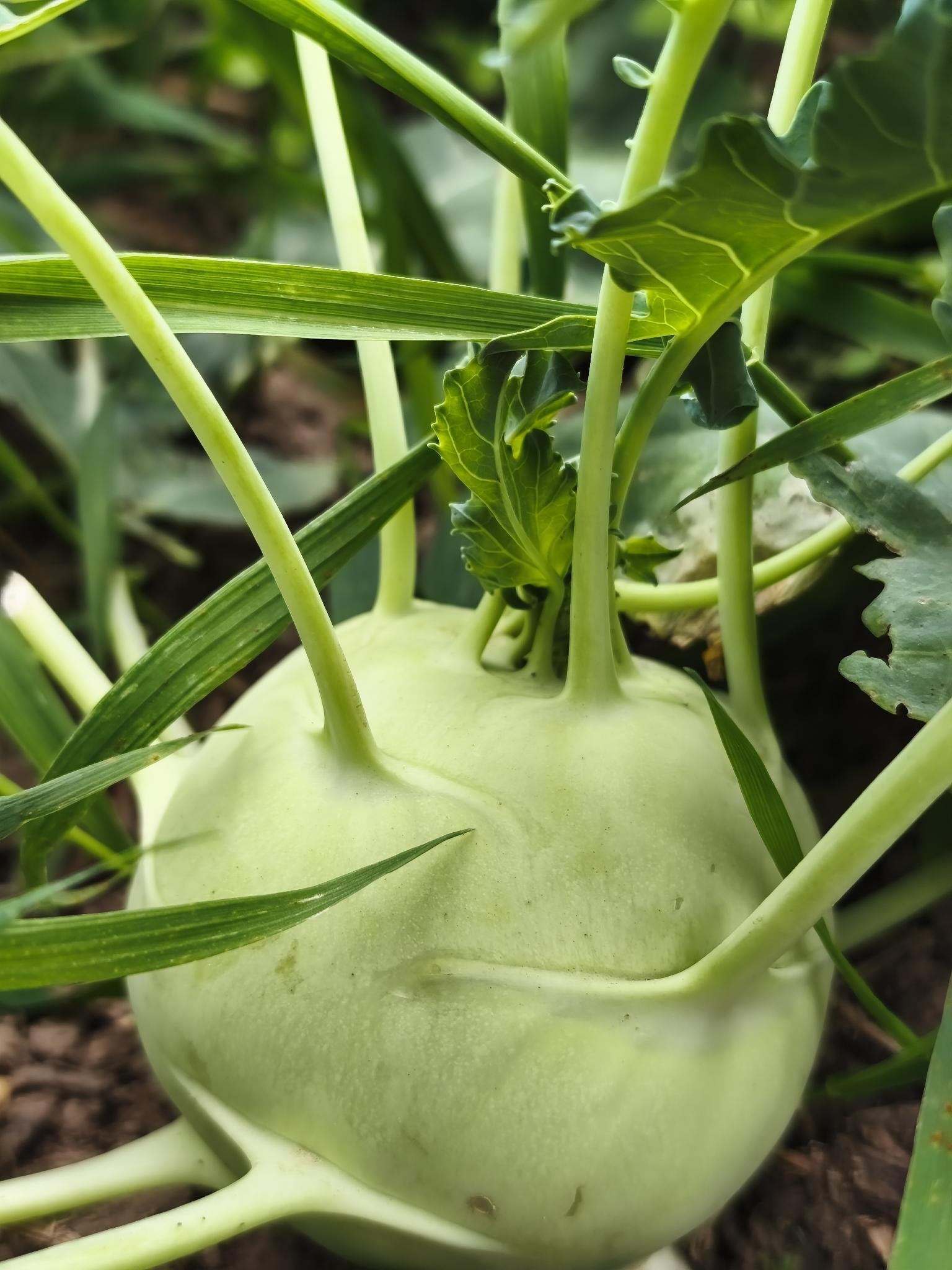 Gartenbrief KW 36 2026