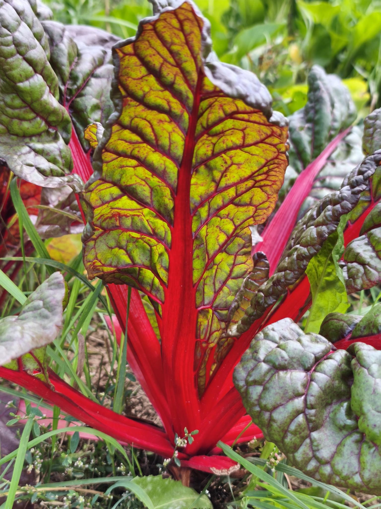 Gartenbrief KW 36 2026