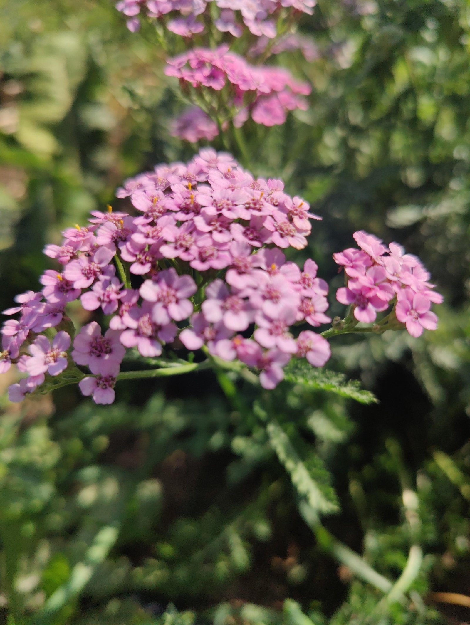 Gartenbrief KW 37 2026