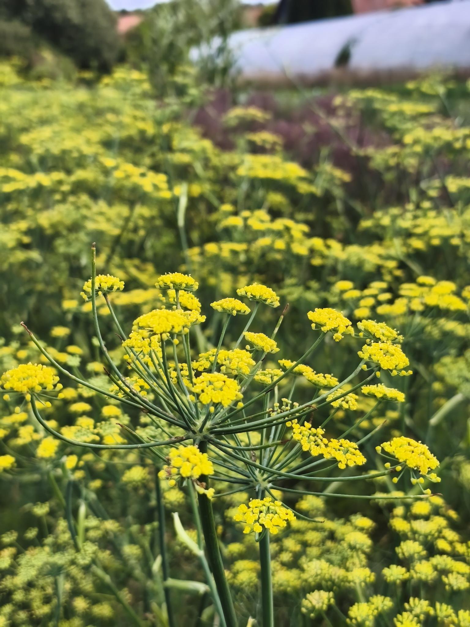 Gartenbrief KW 37 2026