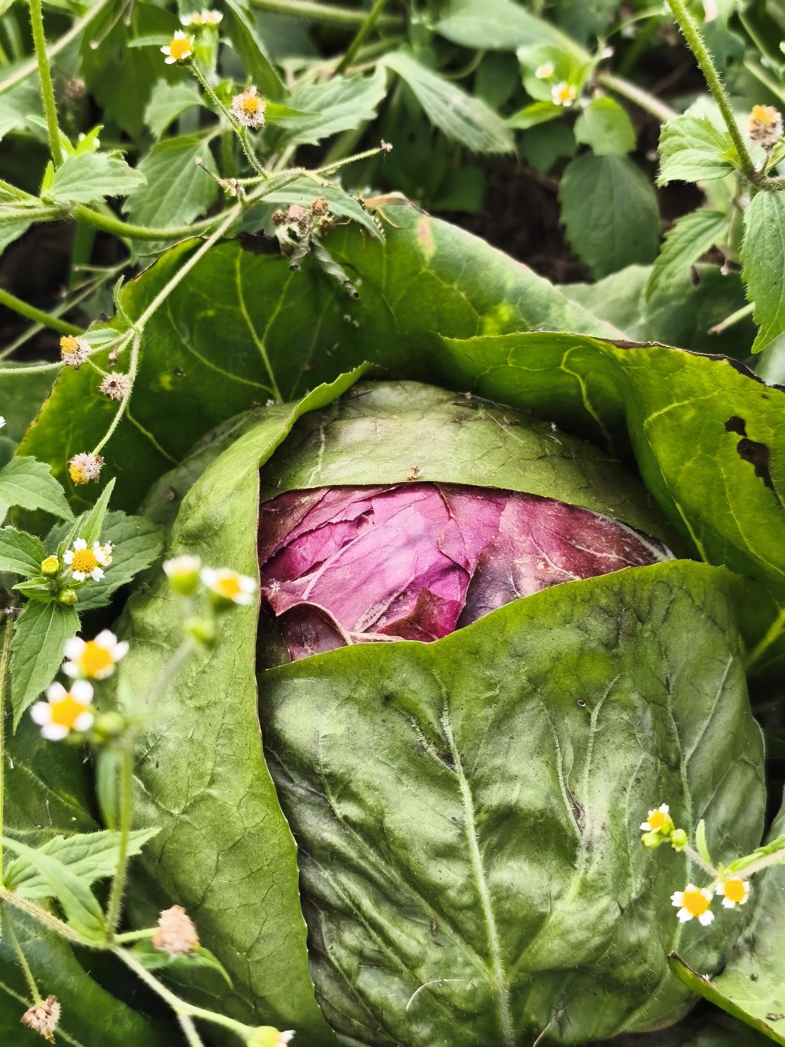 Gartenbrief KW 37 2026