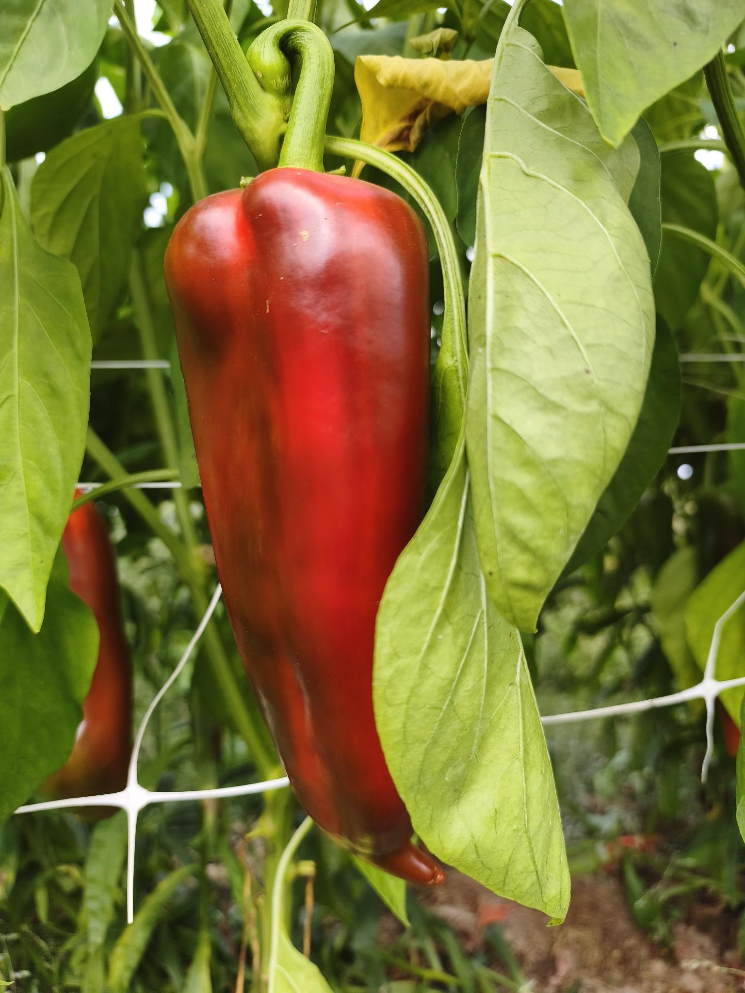 Gartenbrief KW 37 2026
