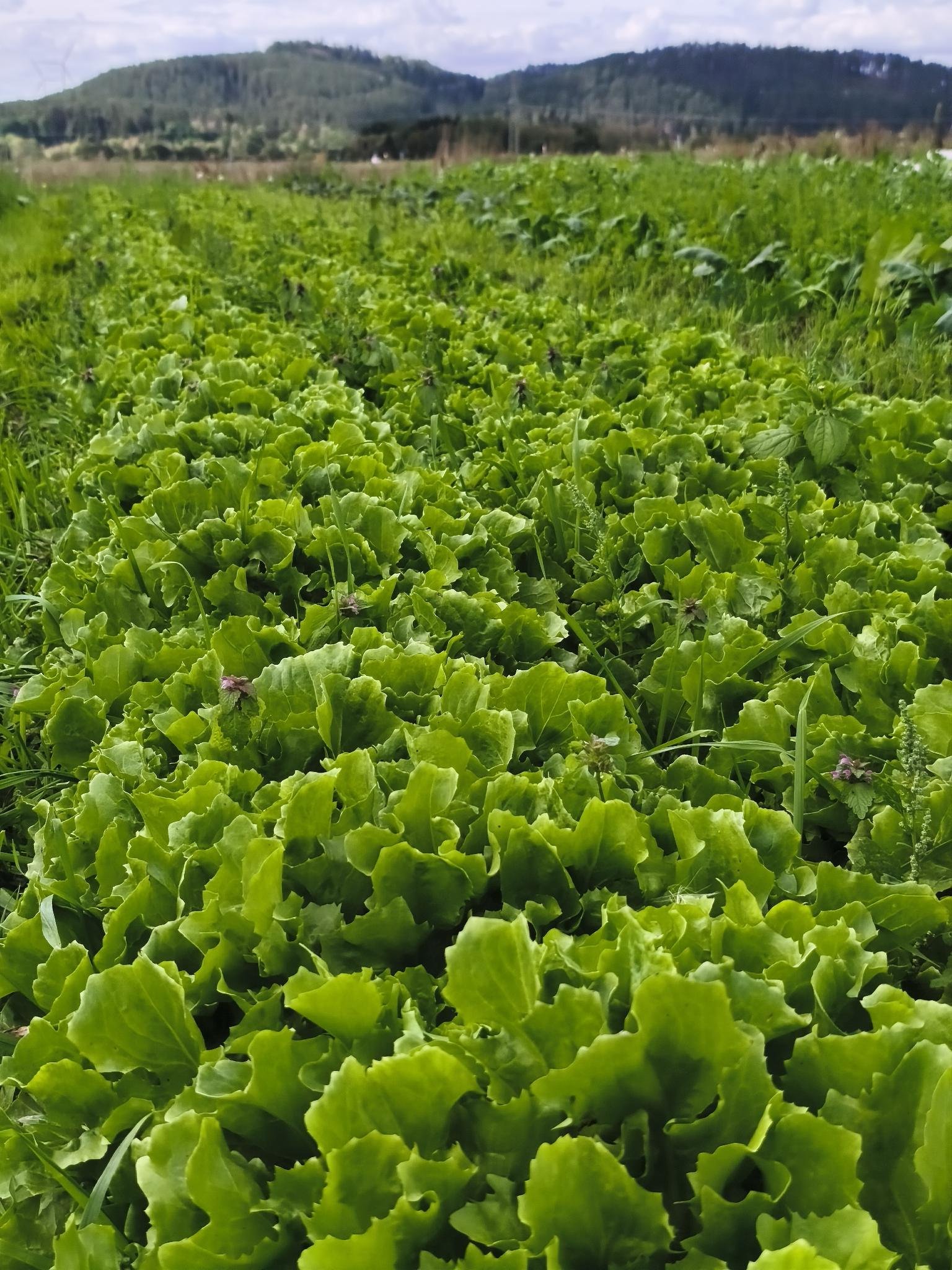 Gartenbrief KW 38 2026