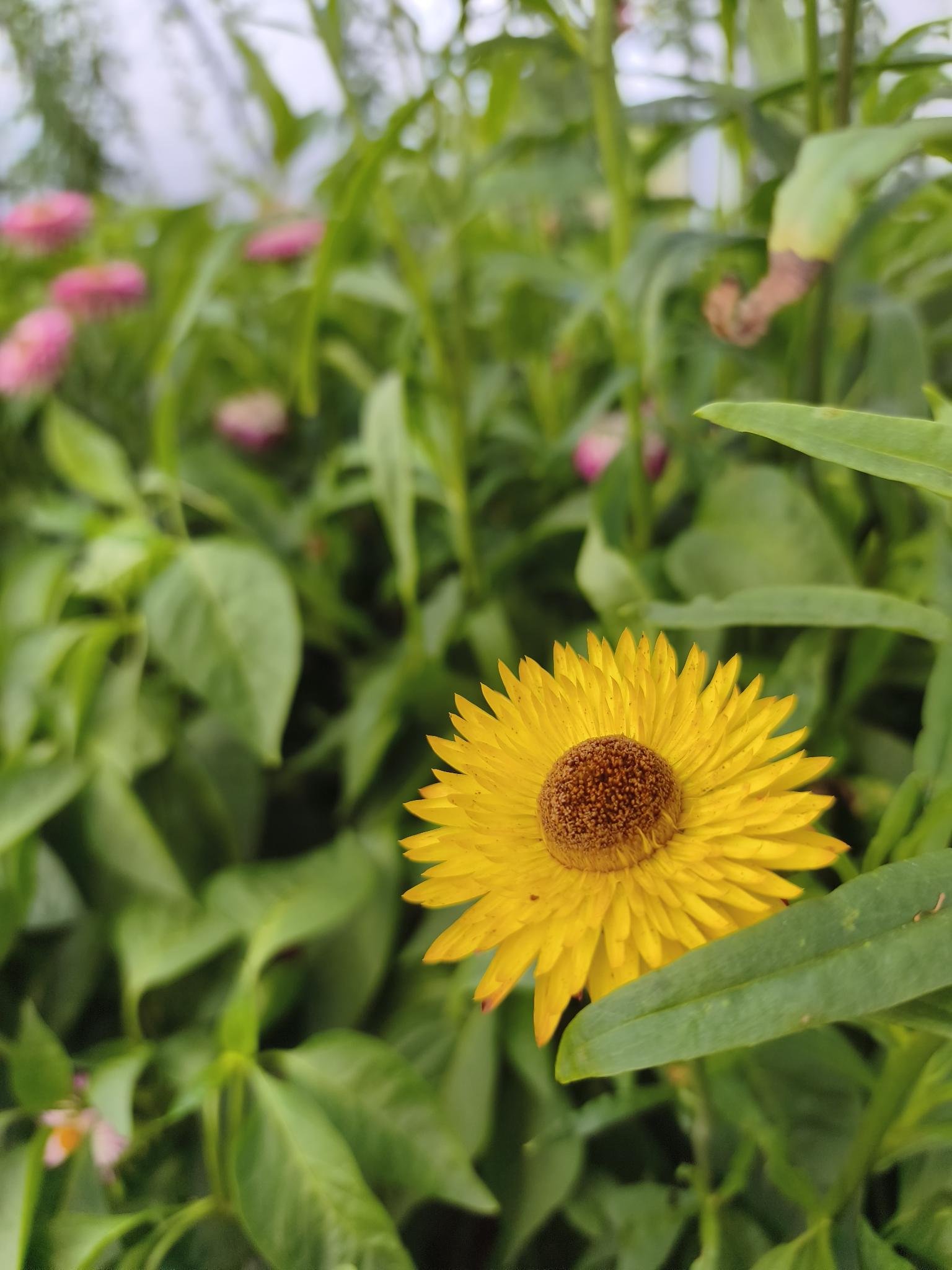 Gartenbrief KW 38 2026