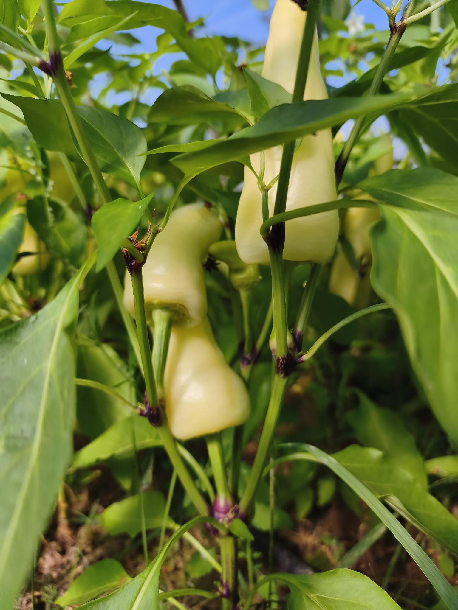 Gartenbrief KW 38 2026