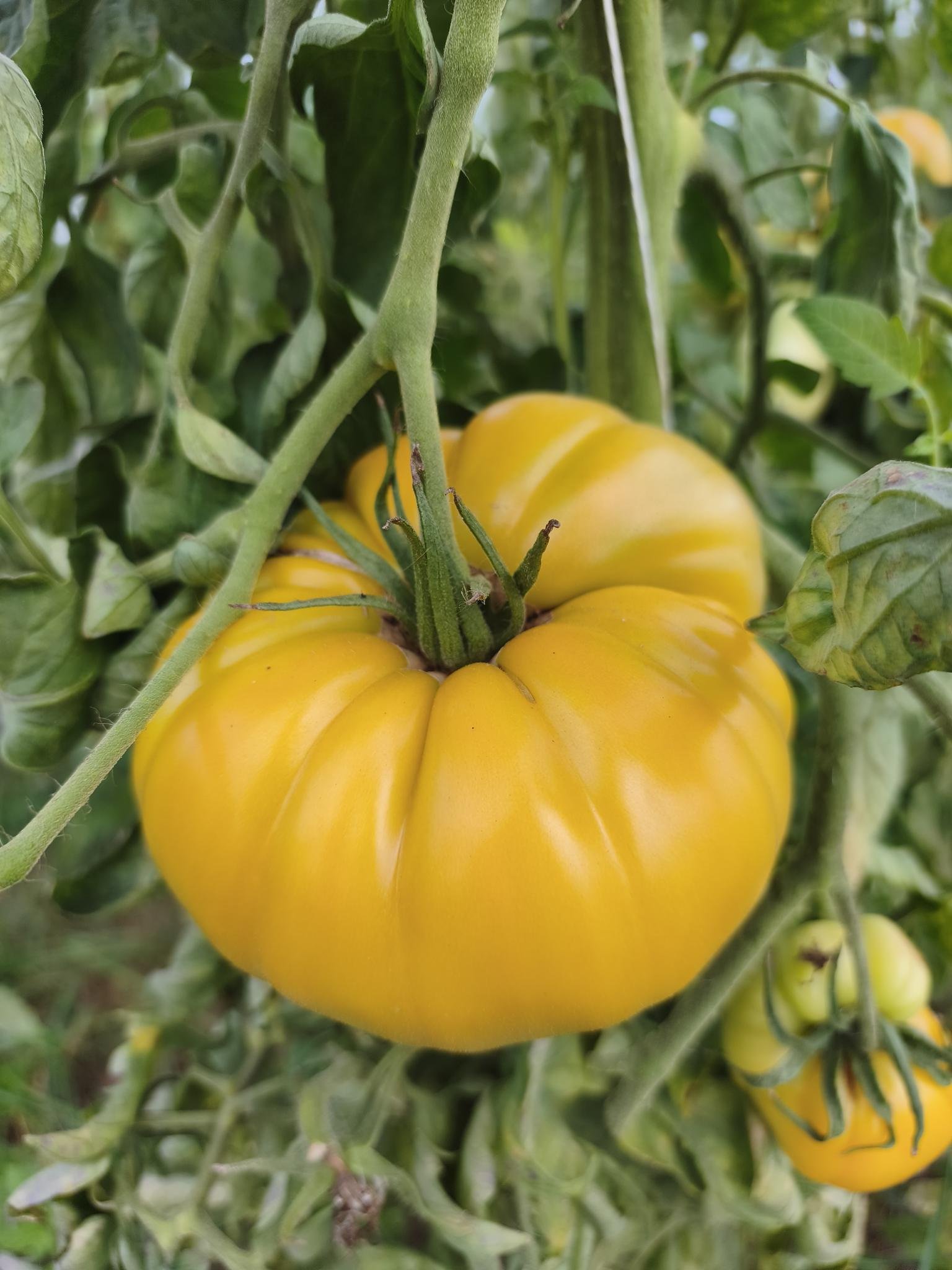 Gartenbrief KW 39 2026