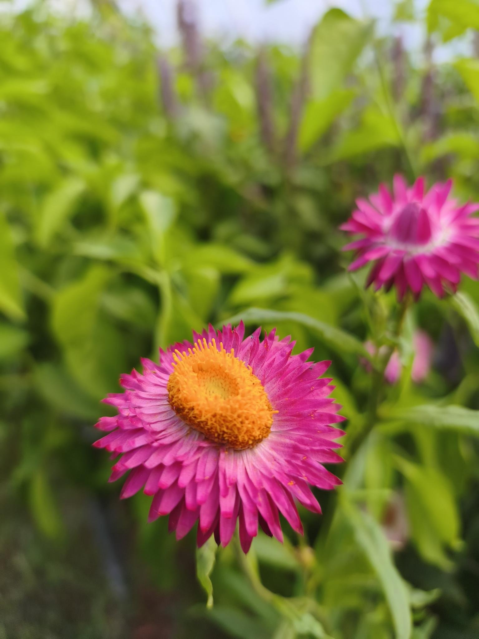 Gartenbrief KW 41 2026