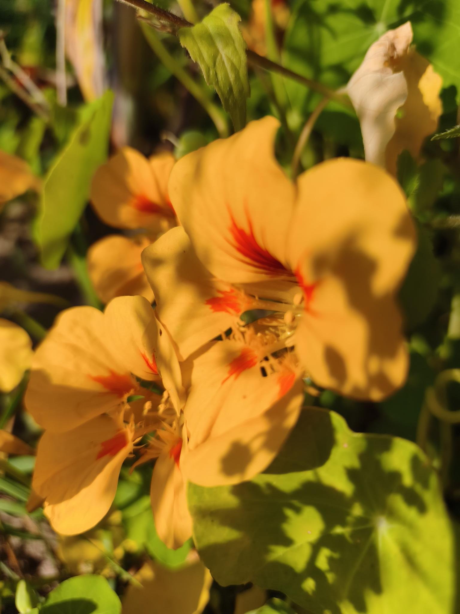 Gartenbrief KW 41 2026