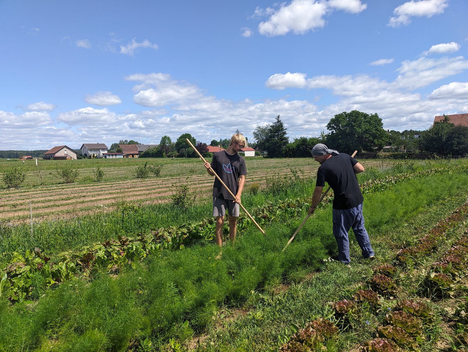 Arbeit auf dem Acker in Schwärzdorf