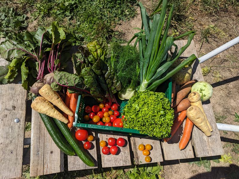 Frisches Bio-Gemüse aus dem Ernteanteil